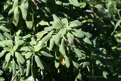 Impatiens hensloviana